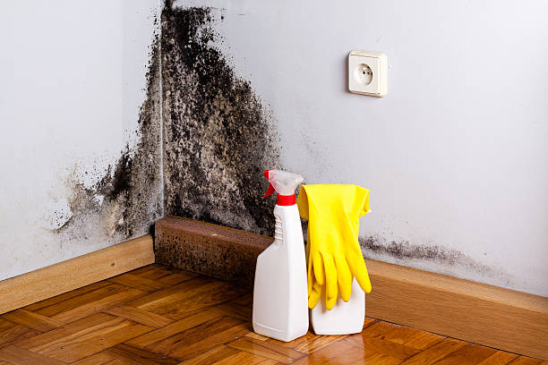 Best Same-Day Mold Removal  in Wakefield, KS